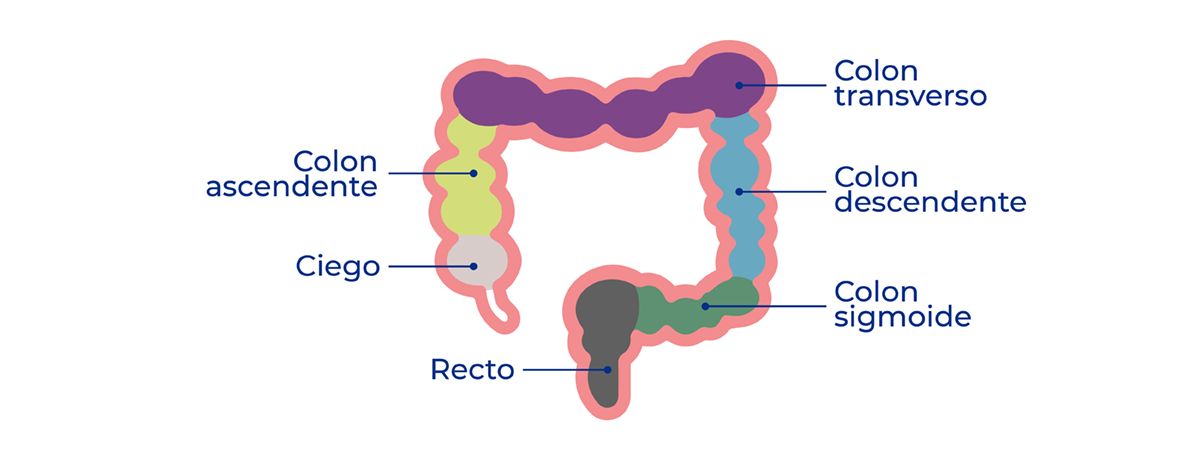 Anatomía del Cólon
