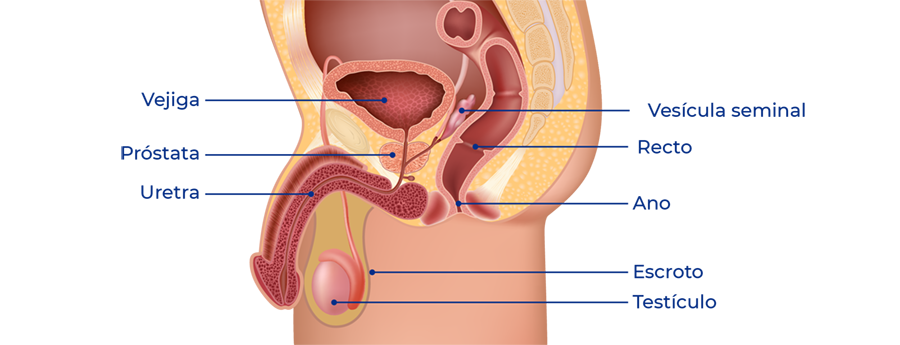 Anatomía de la región urogenital masculina