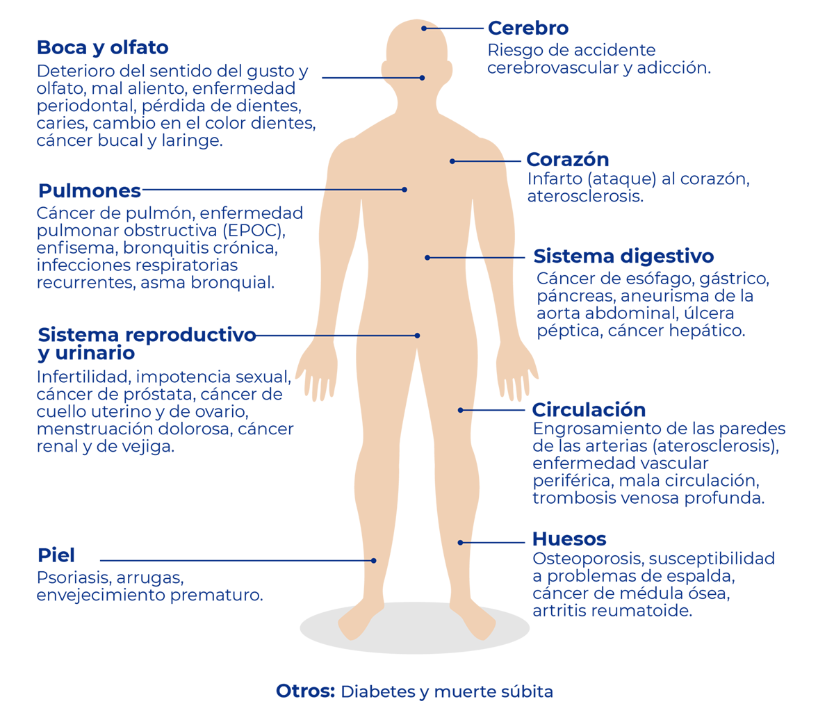 Daño del tabaco en el organismo, boca, olfato, cerebro, pulmones, corazón, sistema reproductivo y urinario, sistema digestivo, piel, huesos, circulación