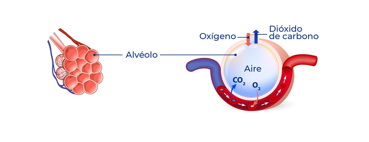 Alvéolo, interfaz alvéolo capilar