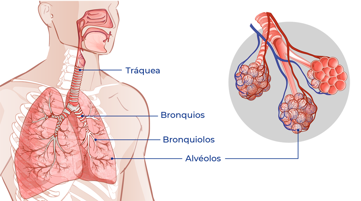 Anatomía de las vías aéreas, tráquea, bronquis, bronquiolos, alveolos