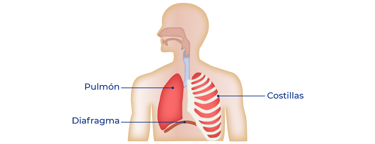Anatomía de la caja toráxica