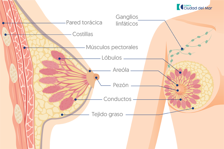 Anatomía de la glándula mamaria