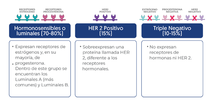 Pruebas de biopsia, hormonosensibles, HER-2 positivo, triple negativo