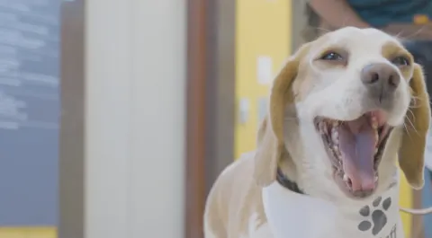 Visita canina de la Fundación Tregua a Clínica Dávila
