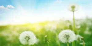 Al servicio de nuestro sistema inmune