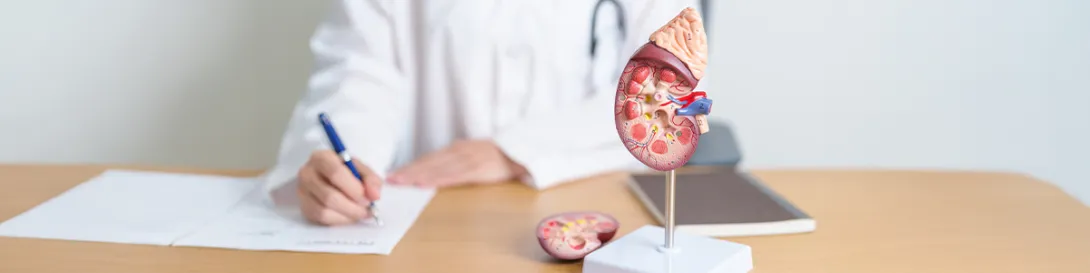 Médico explicando con maqueta de riñones