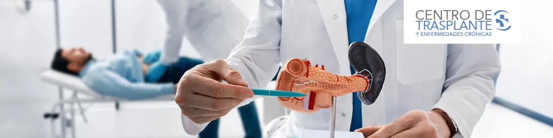 Médico explicando con maqueta de páncreas