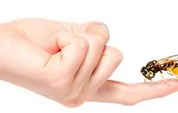 Cuidado con las picaduras de insectos en verano