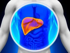 Hígado graso: en qué consiste esta silenciosa enfermedad