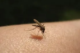 Cuídate de las molestas picaduras de insectos